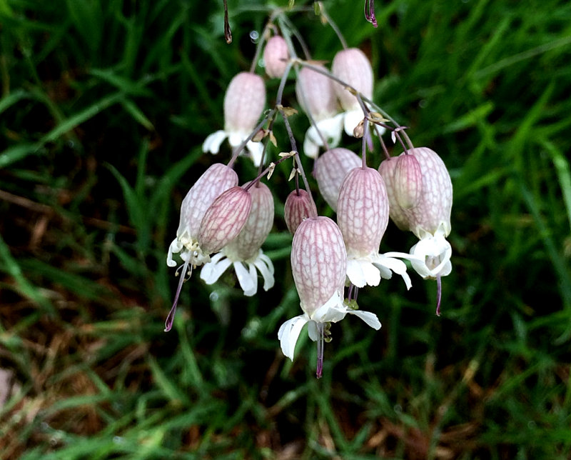 white campion - silene latifolia