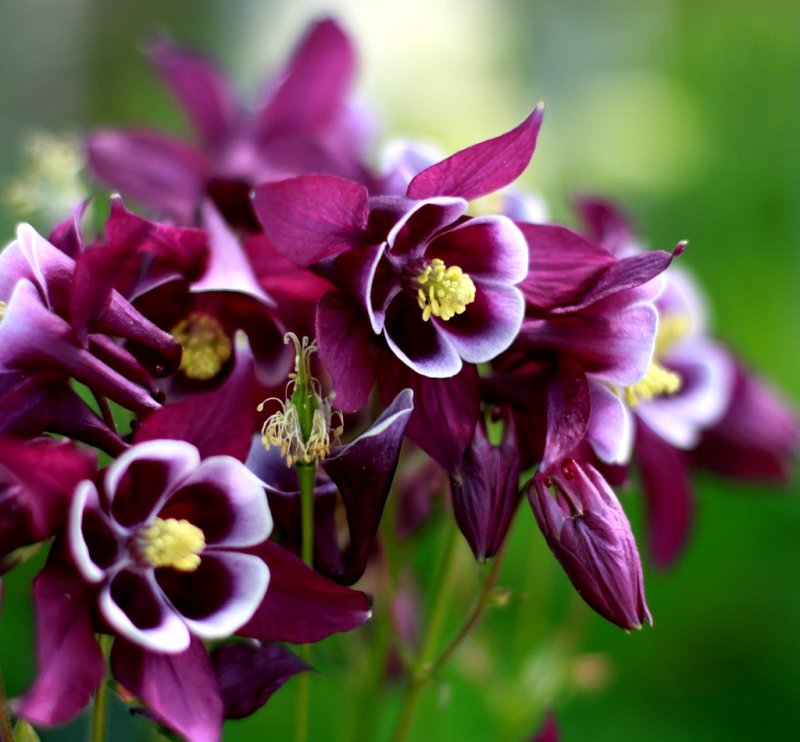 Aquilegia