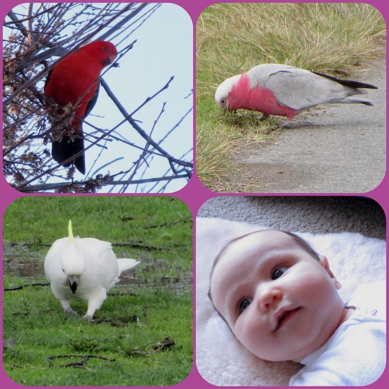 Watching the birdies in Canberra