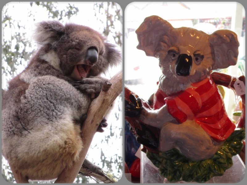koalas