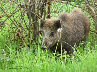 Wild boar - Sus scrofa