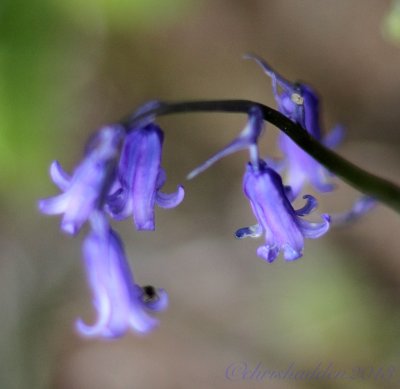 Bluebells - Hyacinthoides 