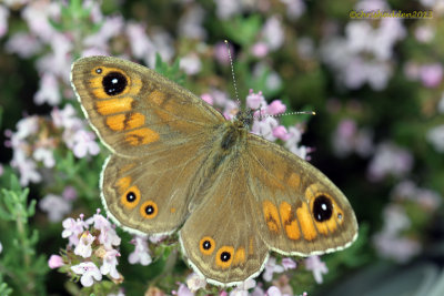 July 6th - Wall Brown butterfly - Lasiommata megera
