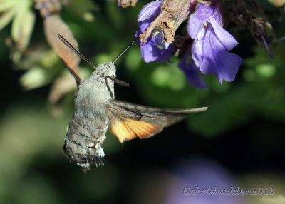 Hummingbird Hawk Moth - Macroglossum stellatarum