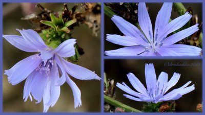 #34 - Abundant - Common Chicory - Chicorium intybus