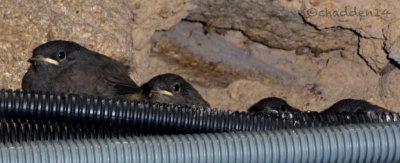 Black Redstart Fledglings