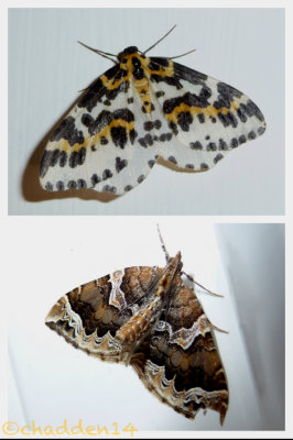 Moths