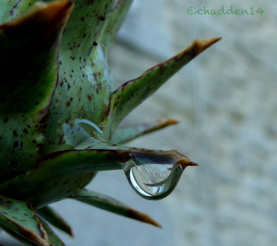 Artichoke drop