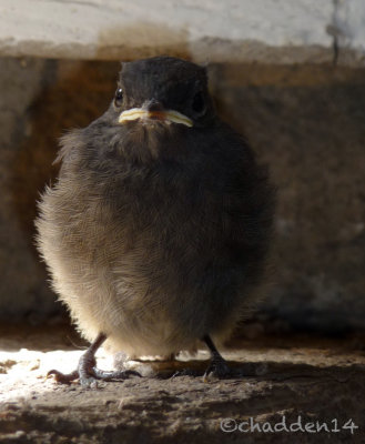 Fledgling redstart
