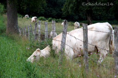 The Grass is always Greener!