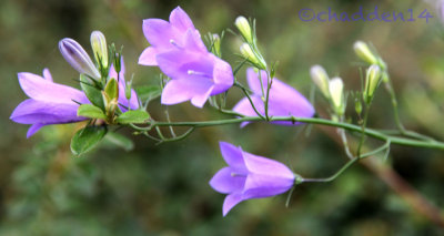 Happy harebells