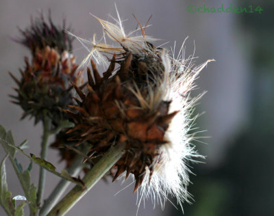Seeds or Seedpod - September Scavenging