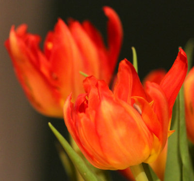 Twin Red Tulips