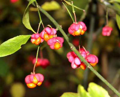 Spindle tree - Eounymus