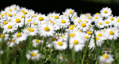an ant's eye view of the daisies