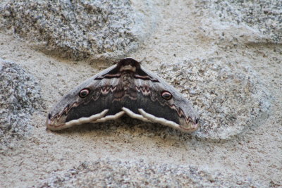Giant Peacock or Great Emperor moth