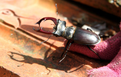 Stag beetle - male