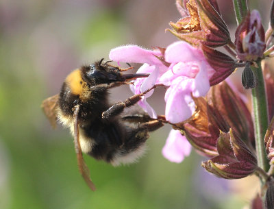 bumble bee feeding on sage flowers