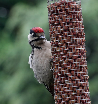 juvenile greater spotted woodpecker
