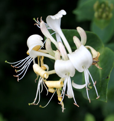 honeysuckle