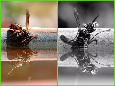 Paper wasp - Polistes dominula 