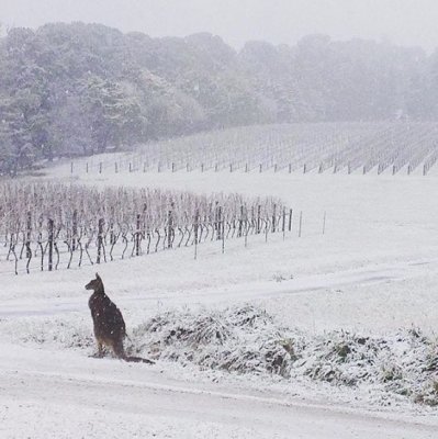 Cold kangaroos in Canberra