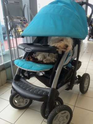 Pushchair for Pooches