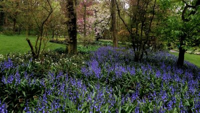 Bluebells blooming at Jardins de Valloires