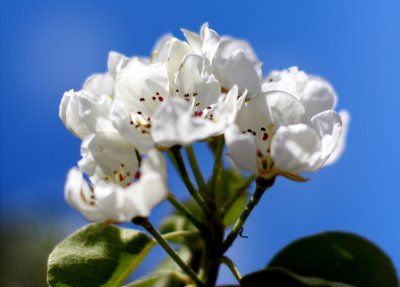 Apple Blossom in the Jardins de Valloires