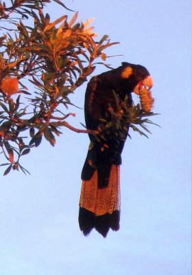 Yellow tail black cockatoo in the sunshine munching on a banksia seed