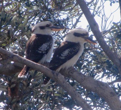 Young lovers - the kookaburras