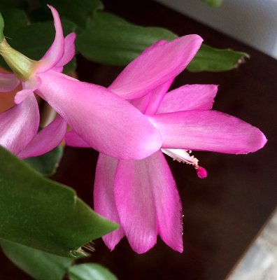 Christmas cacti - flowering too early