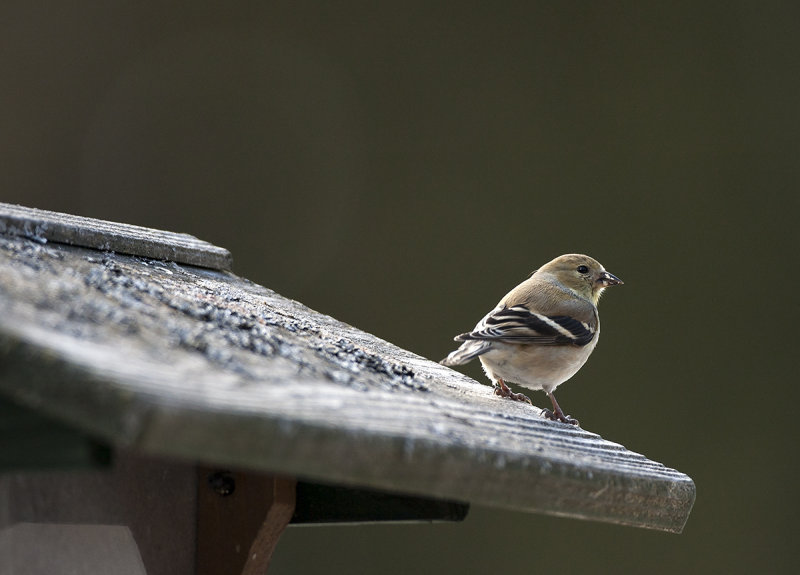 American Goldfinch (female)