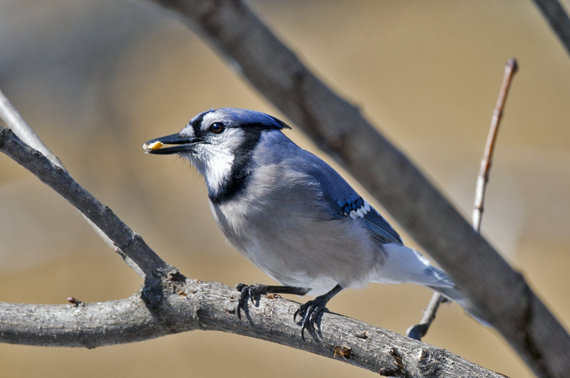 6E2W4488_blueJay_crop1.jpg