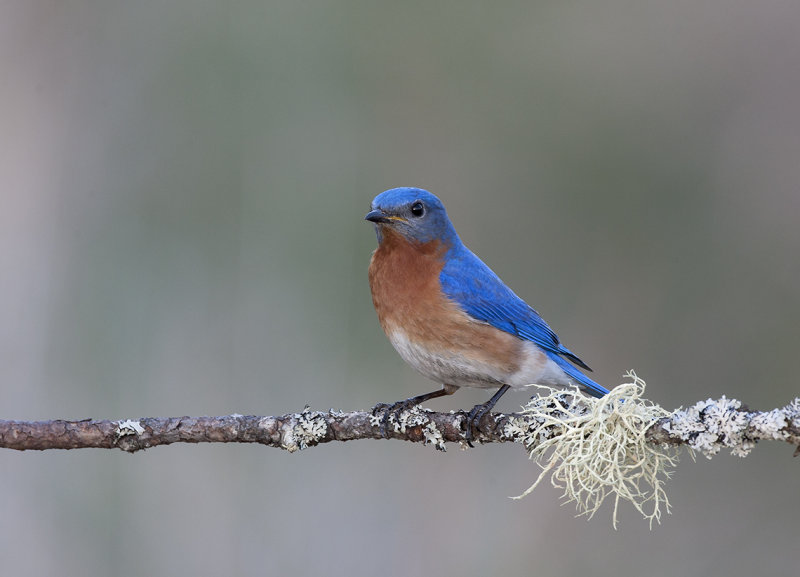 Eastern Bluebird (low light)