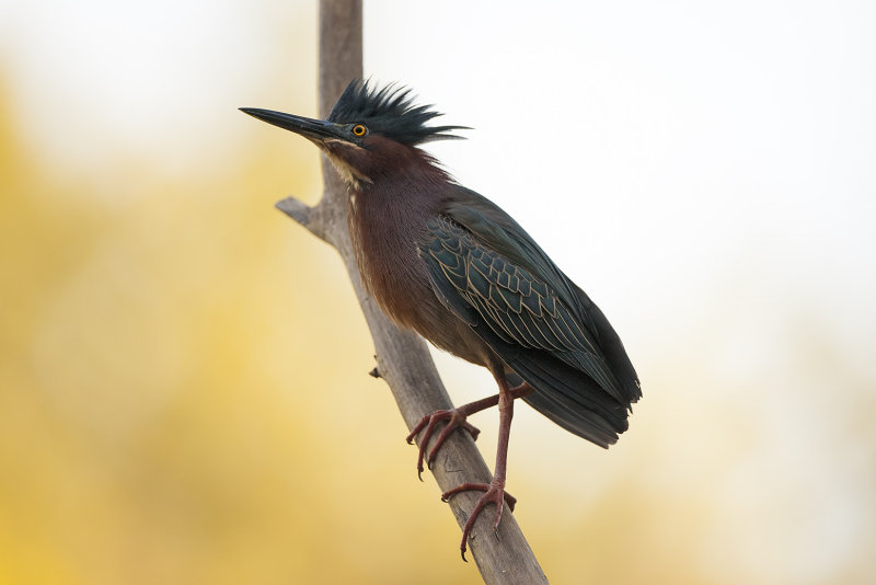 Green Heron