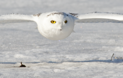 Snowy Owl - full size crop