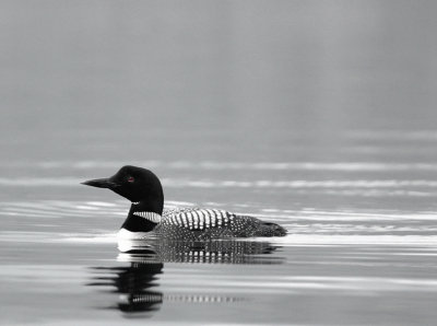 Common Loon