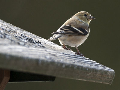 American Goldfinch (female)