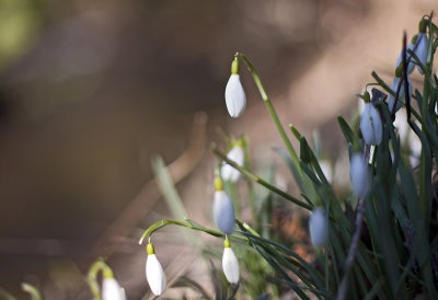 IMG_9601_crop1.jpg
