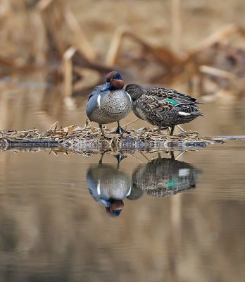 Green-winged Teal couple