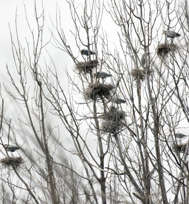 Great Blue Herons Nesting