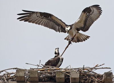 Osprey Nesting