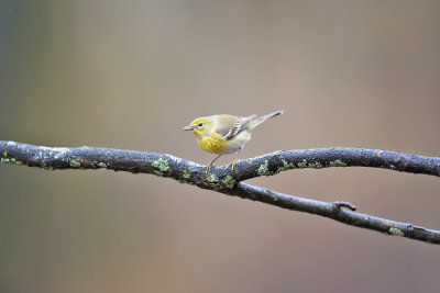Is this a Vireo?