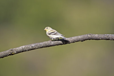 American Goldfinch