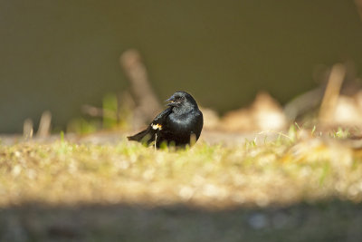 Red-winged Blackbird
