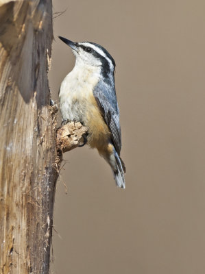Red-breasted Nuthatch