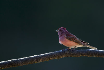 Purple Finch