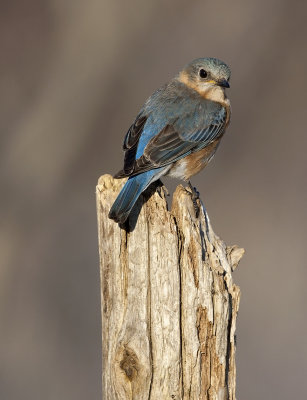 Eastern Bluebird (f)