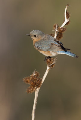 Eastern Bluebird (f)